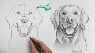 Cómo Dibujar un Golden Retriever a lápiz - paso a paso