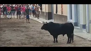 Festejos Populares Foios 2025.Toros Cerriles Ganaderias Arrauz De Robles y Gerardo Ortega.27/09