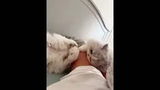 🐱 Persian Cat Sisters' Hilarious Play Fight! 😹[Cuteness Overload!] #cat #cute#cutecat #pets #kitten