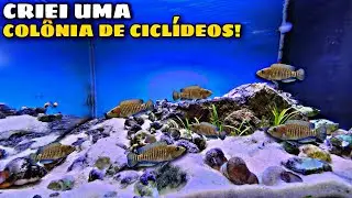 PEGUEI 12 CICLÍDEOS CONCHÍCOLAS DO TANGANYIKA