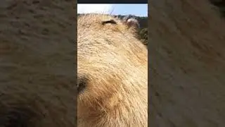 capybara pictures why not