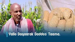 Yallo Daqaarak Daddos Taama