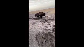 Girl in RV Truck Opens Door to Ton of Mud, Footprints and a Huge Bison