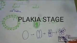 Algae: Asexul reproduction in Volvox sp.
