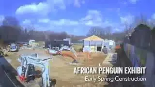 African Penguin Exhibit - Time Lapse #7