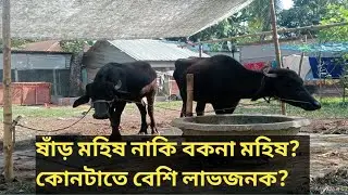 ষাঁড় নাকি বকনা মহিষ?কোনটাতে লাভ বেশি