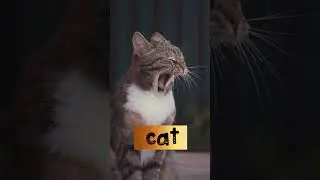 Cat (Let&rsquo;s Learn Filipino Language-Animals) #cat #shorts #learnfilipinolanguage