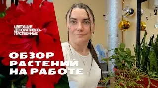 Обзор растений на работе.