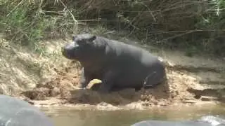 Hippo relaxing in the water