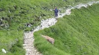Camoscio al Baldo. Telegrafo. est 2020