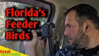 A Birders Mindset: Waking up with the desire to film the beauty of Florida's Feeder Birds.