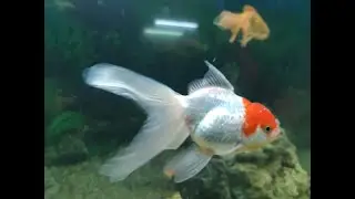 Biology and Breeding of Ornamental Fish