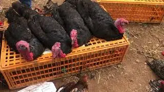 مشينا لسوق الدجاج  سبت تيط مليل شرينا أرانب للمزرعة
