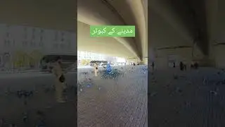 Pigeon in Madina #shortvideos #madina #piegons #grow #viral #arabic