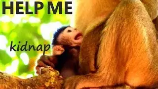 BABY MONKEY JAYDEN CRIES LOUDLY AND CALL MOM HELP HER || BONITA KIDNAP AND NOT ALLOW MEET MOM