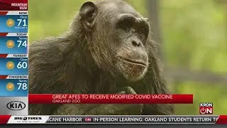 Great apes to receive modified COVID vaccine