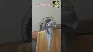 Cockatiel PILU has to say something by whistles...listen .....