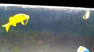 Yellow goatfish