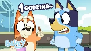 🔴LIVE: Relaksujące chwile z rodziną Heeler&oacute;w! 💙 | Blue - Oficjalny Polski Kanał