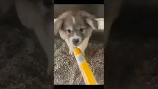 dogs being idiots #cutegolden #funny #funnydogs #pets #funnyanimals #funnypets #petvideos #petvideos