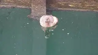 Zwergtaucher Lappentaucher Wasservogel little grebe diving