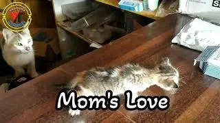 Mom's Love.
