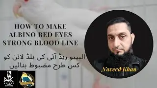 how To Make Albino Red Eyes Blood Line Strong.#lovebirds #parblue  #birdsempire #albinoredeyes