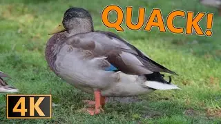 Duck TV for Cats: Quacking & Waddling Fun in 4K 🐱🦆