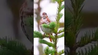 Red fox sparrow (Passerella iliaca iliaca)
