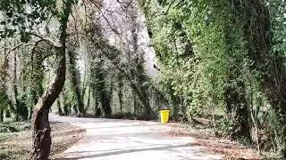 Do you want to walk on the tree lined road?
