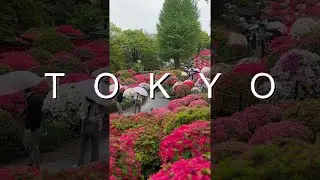 Nezu Shrine #flowers  #shorts #nezushrine