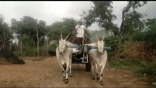 Super hallikar bull's in heavy bullock cart in anthapur [district]..