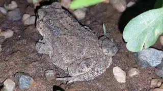 Funny Banded Bullfrog #frog #funny #love #toad #amazing