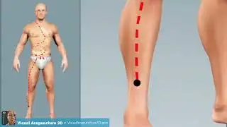 Small intestine meridian - animation