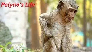 Poor Baby Polino Life No Mother Popeye | Polyno Doing Today | Monkey Crying