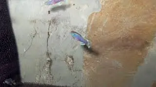 Pete’s Killies - Nothobranchius eggersi 'Makurunge 19/19'