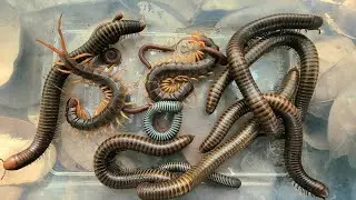 I Catch a Gient big two Centipede And white Millipede red millipede Black millipede