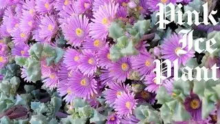 PINK ICE PLANT/OSCULARIA DELTOIDES УХОД И РАЗМНОЖЕНИЕ. Серия Succulent ID 1/500.  🦋#75