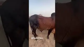 Biggest bull 🐂 in Multan 1 million plus view #qurbanistatus #mandi #cow2023 #bulls #cow  #Sadavibes
