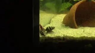 Anetome Helena hunt, kill and eat fire shrimp (Assassin Snail)