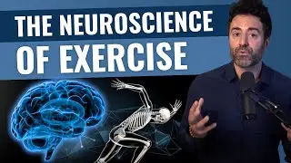 How Physical Exercise Affects the Brain