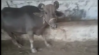 My Animals daily routine vlog | Daily Routine check  ✅  | Humari bhains bimar hogaye...