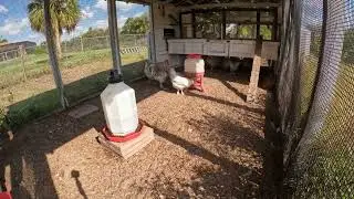 My Adult Splash Marans