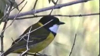 Golden Whistler (Pachycephala pectoralis)