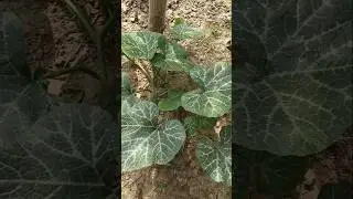 What a beautiful pumpkin plant 😍#garden #kumro #pumpkin #pumpkins #vegetables #vegetablegarden