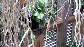 Hanging orchids in wooden baskets.