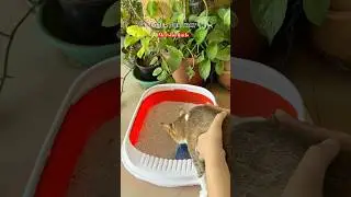 MEESHO FINDS CAT 🐈 LITTER BOX TRAY #litterbox #cat #meesho #cats #meesho #animals