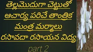 తెల్ల మోదుగ చెట్టుతో ఆశ్చర్యపరిచే తాంత్రిక మంత్ర రహస్యాలు రాసావాదం రసాయన విద్య part 2
