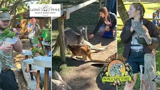 🐨 Lone Pine Koala Sanctuary Brisbane | 4K UHD Full Comprehensive Review &ndash; Australia&rsquo;s Wildlife Gem!
