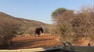 EEG - &copy;Elephant Reintegration Trust Rewilding 2015 Video 11 South Africa, Disengagement Training